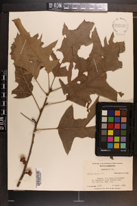 Quercus pagodifolia image