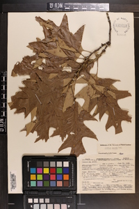 Quercus pagodifolia image