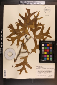 Quercus pagodifolia image