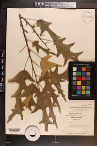 Quercus pagodifolia image