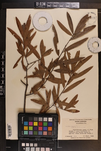 Quercus phellos image