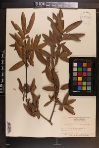 Quercus phellos image