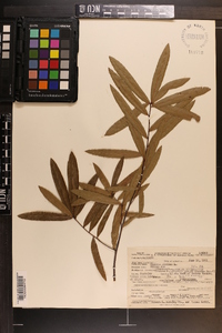 Quercus phellos image