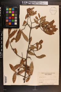 Quercus phellos image