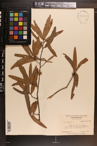 Quercus phellos image