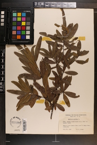 Quercus phellos image