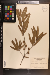 Quercus phellos image