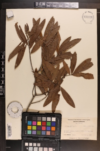 Quercus phellos image