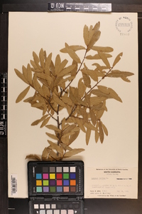 Quercus phellos image