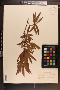 Quercus phellos image