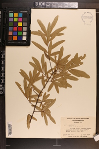 Quercus phellos image