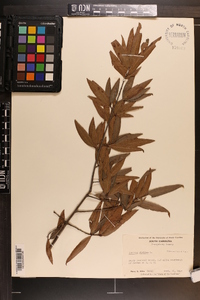 Quercus phellos image