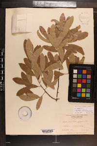 Quercus incana image