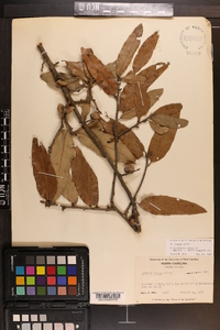 Quercus incana image