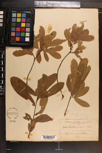 Quercus incana image