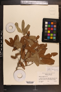 Quercus incana image