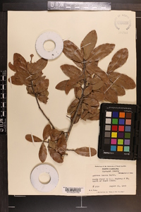 Quercus incana image