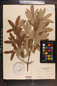 Quercus incana image