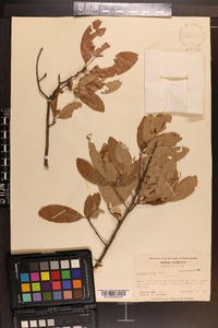 Quercus incana image