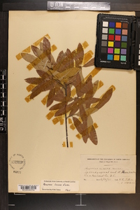 Quercus incana image