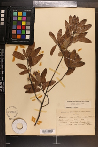 Quercus incana image