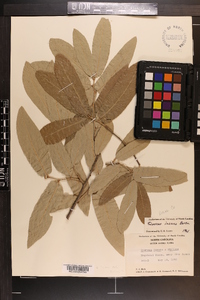 Quercus incana image