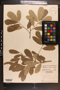 Quercus incana image