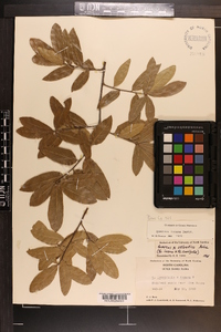 Quercus incana image