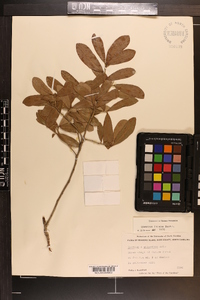 Quercus incana image