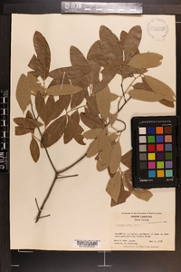 Quercus incana image