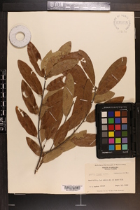 Quercus incana image