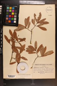 Quercus incana image