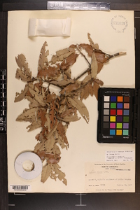 Quercus incana image