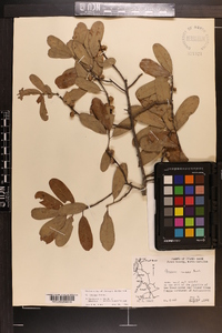 Quercus incana image