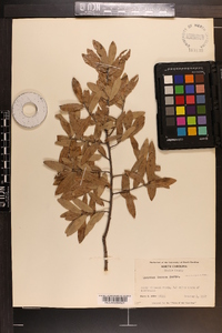 Quercus incana image