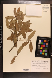 Quercus incana image