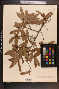 Quercus incana image