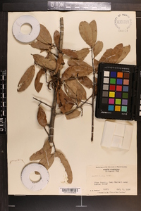 Quercus incana image