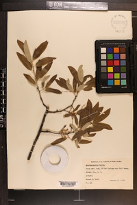 Quercus incana image