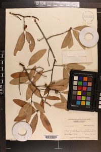 Quercus incana image