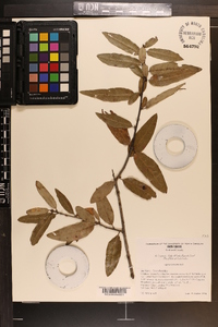 Quercus incana image