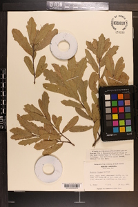 Quercus incana image