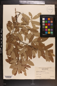 Quercus incana image