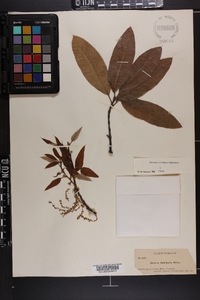 Quercus imbricaria image