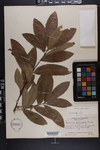 Quercus imbricaria image