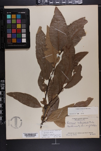 Quercus imbricaria image