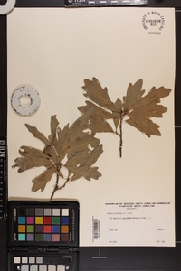 Quercus virginiana image