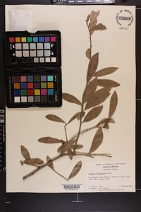 Quercus virginiana image
