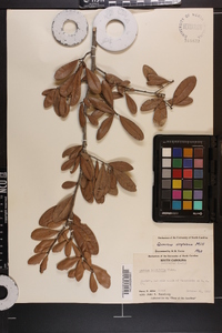 Quercus virginiana image