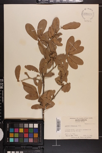 Quercus virginiana image